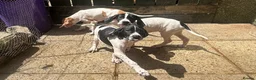 Pointer dogs for sale: *3 Boys Left* KC English Pointers *Ready Now* - Advert 1