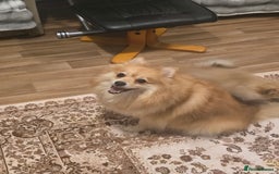 Pomeranian dogs for sale: Sweet puppies  - Image 11