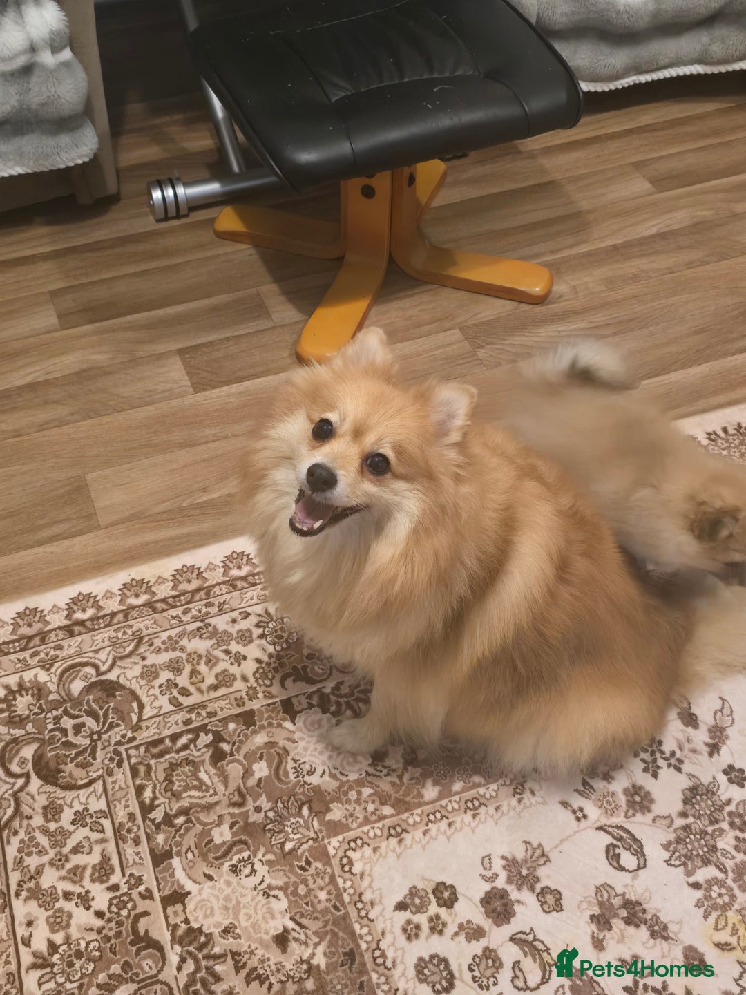Pomeranian dogs for sale: Sweet puppies  - Image 11