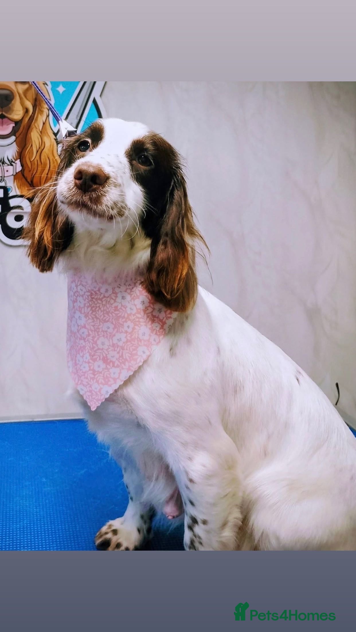 Cocker Spaniel dogs Cocker spaniel in Omagh - Advert 3