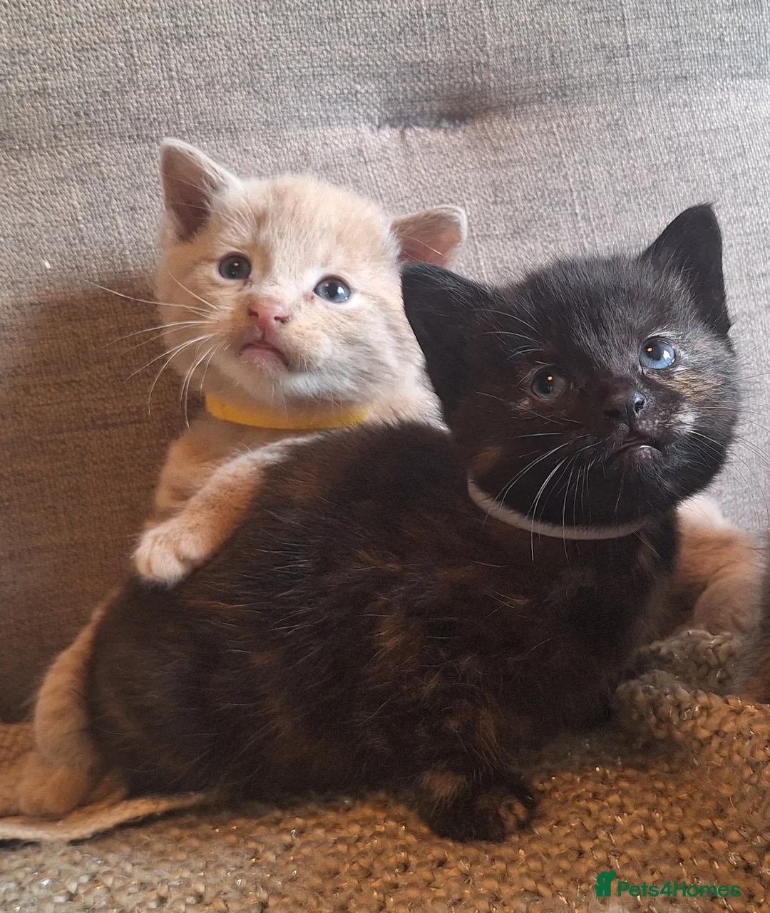 British Shorthair cats for sale: Beautiful BSH cross tortoiseshell kitten  - Advert 1