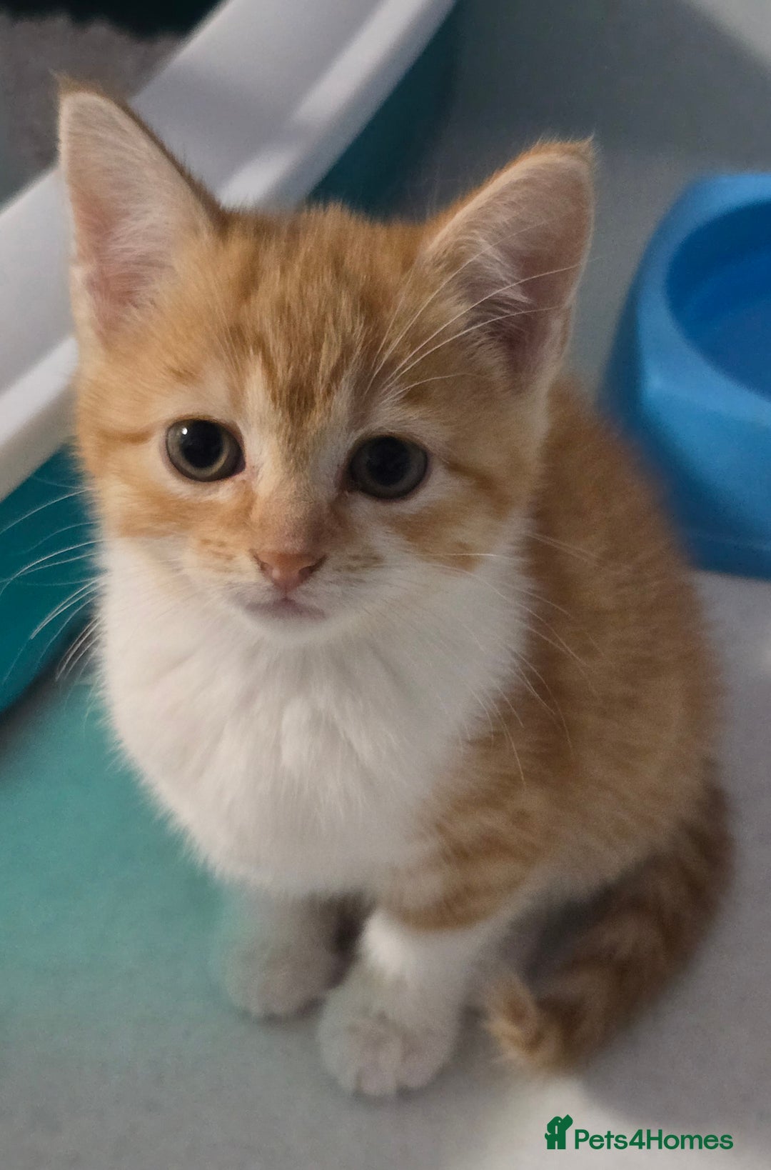 Mixed Breed cats for sale: Gorgeous Kittens ready now!!! - Advert 5