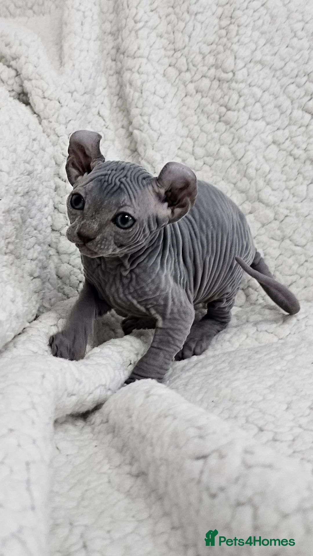 Sphynx cats for sale: Sphynx Elf kittens - Advert 8
