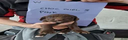 Sprocker dogs for sale: Sprocker pups for sale ( Springer x Cocker) - Advert 6
