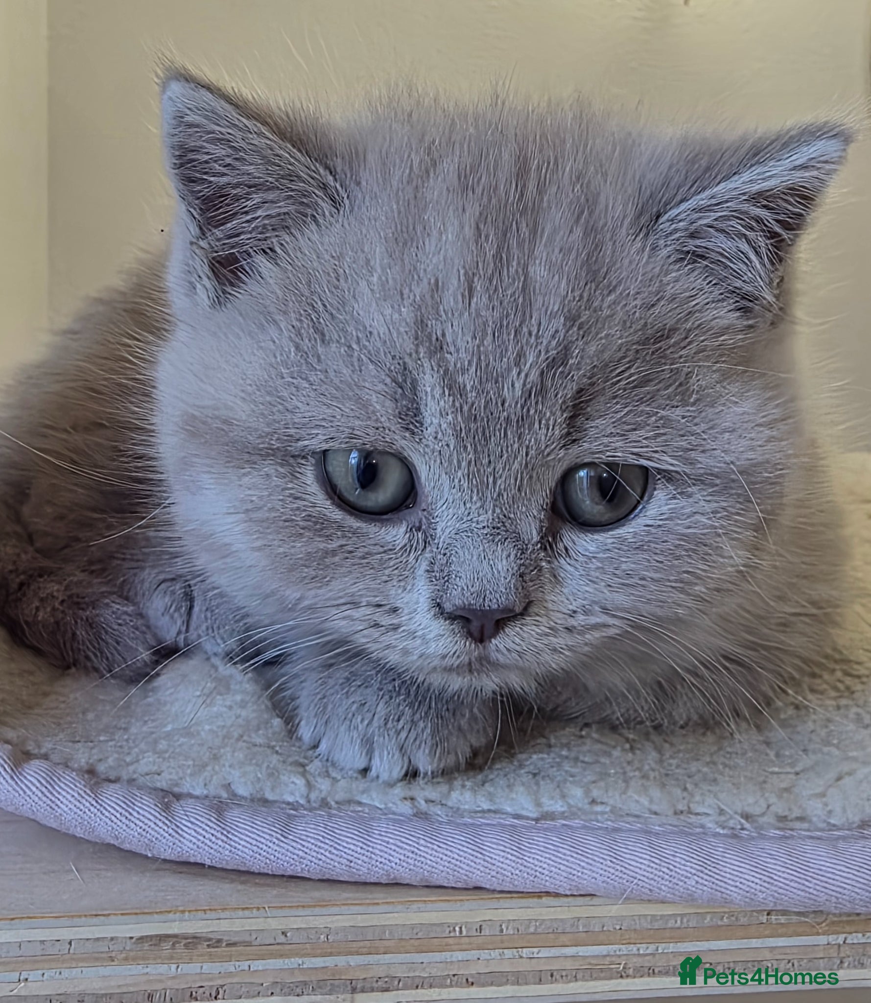 British Shorthair cats BRITISH SHORTHAIR KITTENS READY 1ST OF MAY 2026 - Advert 1