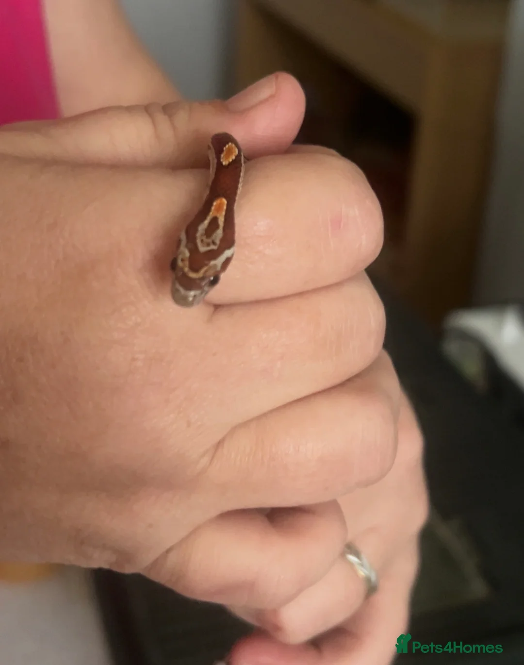 Corn Snake reptiles for sale: 2 corn snakes with full setup - Advert 4
