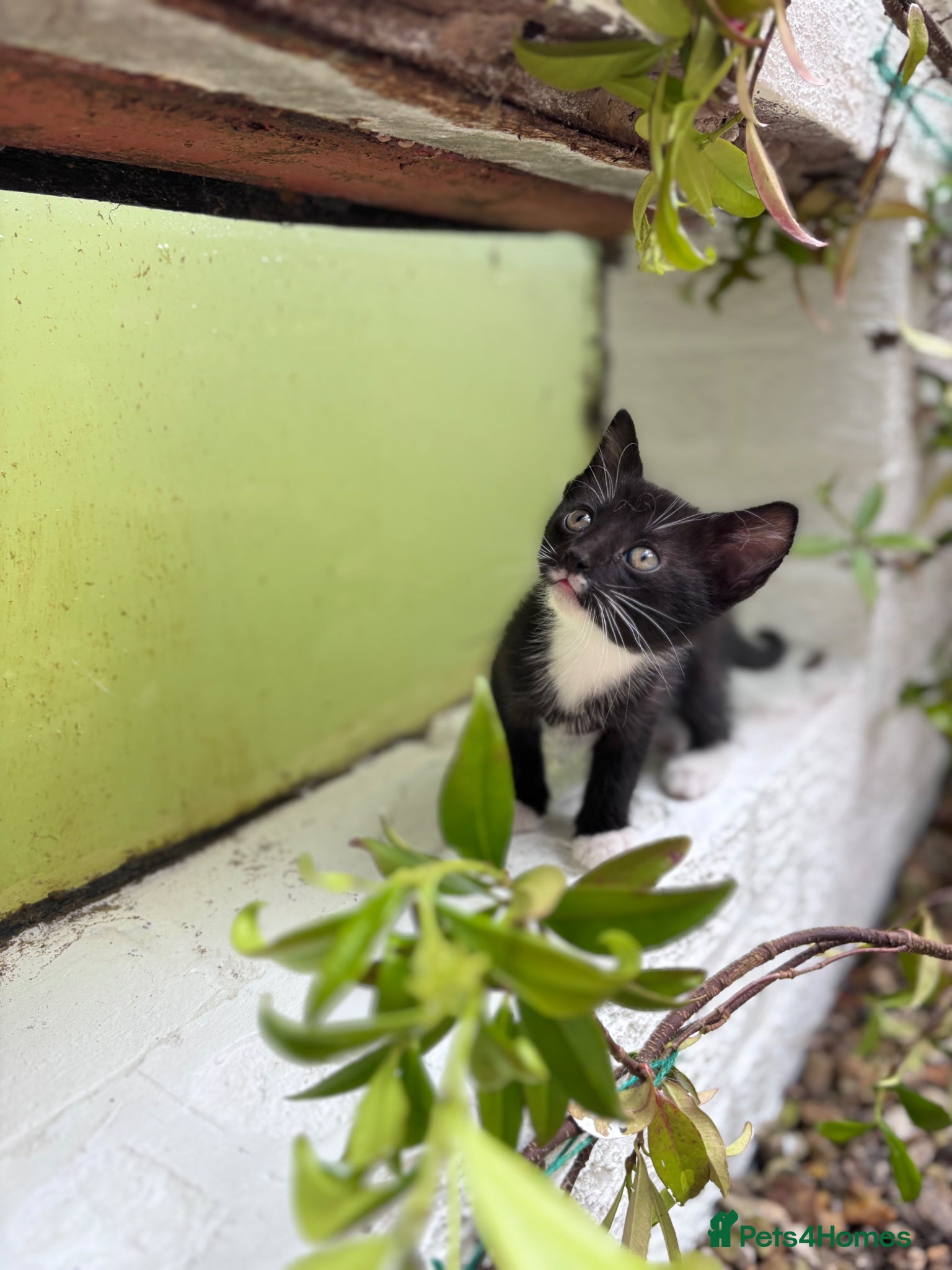 Mixed Breed cats for sale: 4 sweet kittens for new homes  in Thornton-Cleveleys - Advert 2
