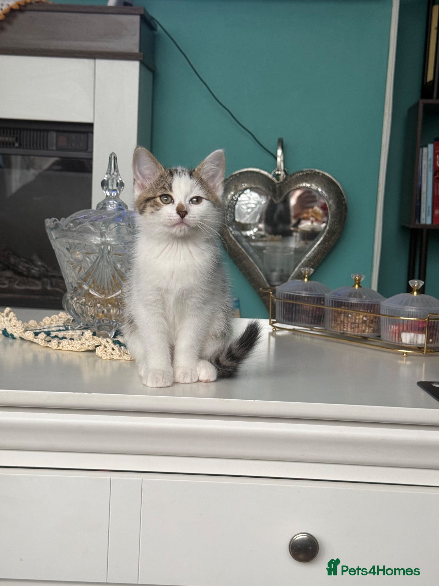Mixed Breed cats Lovely kittens looking for their forever home  - Advert 6