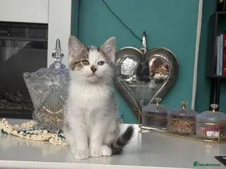 Mixed Breed cats Lovely kittens looking for their forever home - Advert 6