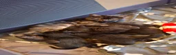 Mixed Breed cats for sale: 4 male kittens for sale - Advert 1