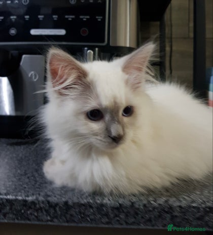 Ragdoll cats - Advert 1