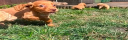 Cocker Spaniel dogs for sale: Gorgeous cocker spaniel puppies - Advert 4