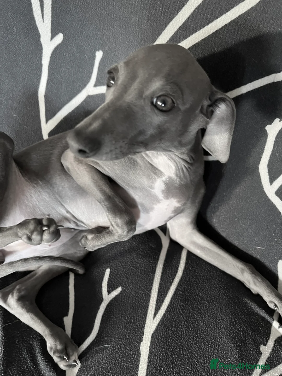 Italian Greyhound dogs for sale:     Italian Greyhound. Babies  - Advert 5