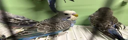 Budgerigars birds for sale: Budgies for Sale  - Advert 17