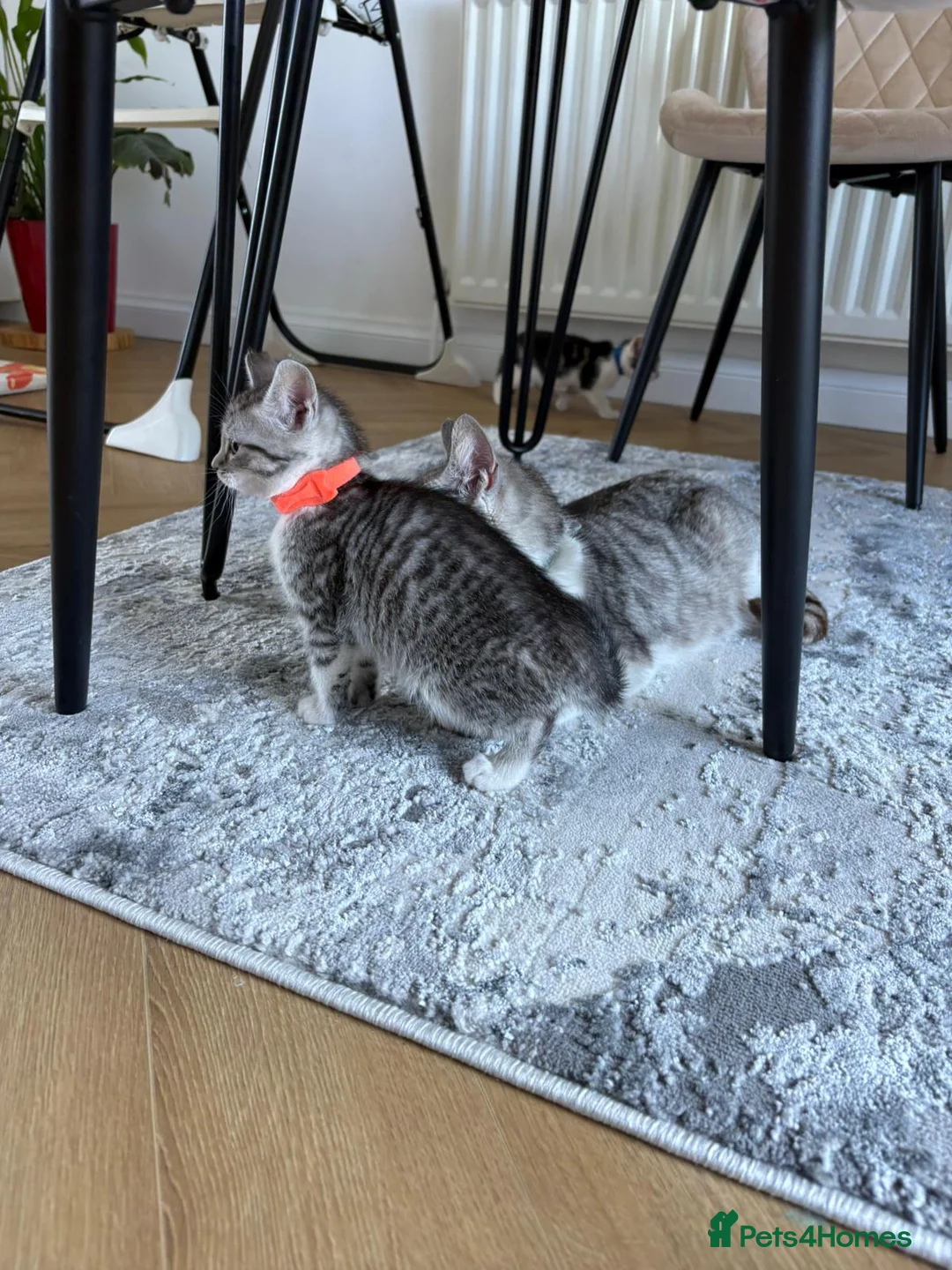 Mixed Breed cats for sale: Lovely 4 Kittens Ready To Collect From Today!!😻 in Wellingborough - Advert 2