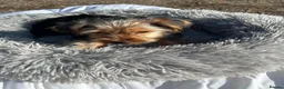 Yorkshire Terrier dogs for sale: Yorkshire terriers  - Advert 4