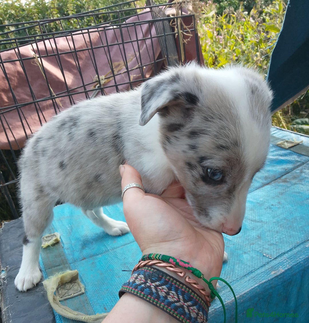 Border Collie dogs for sale: Border collie pups  - Image 2
