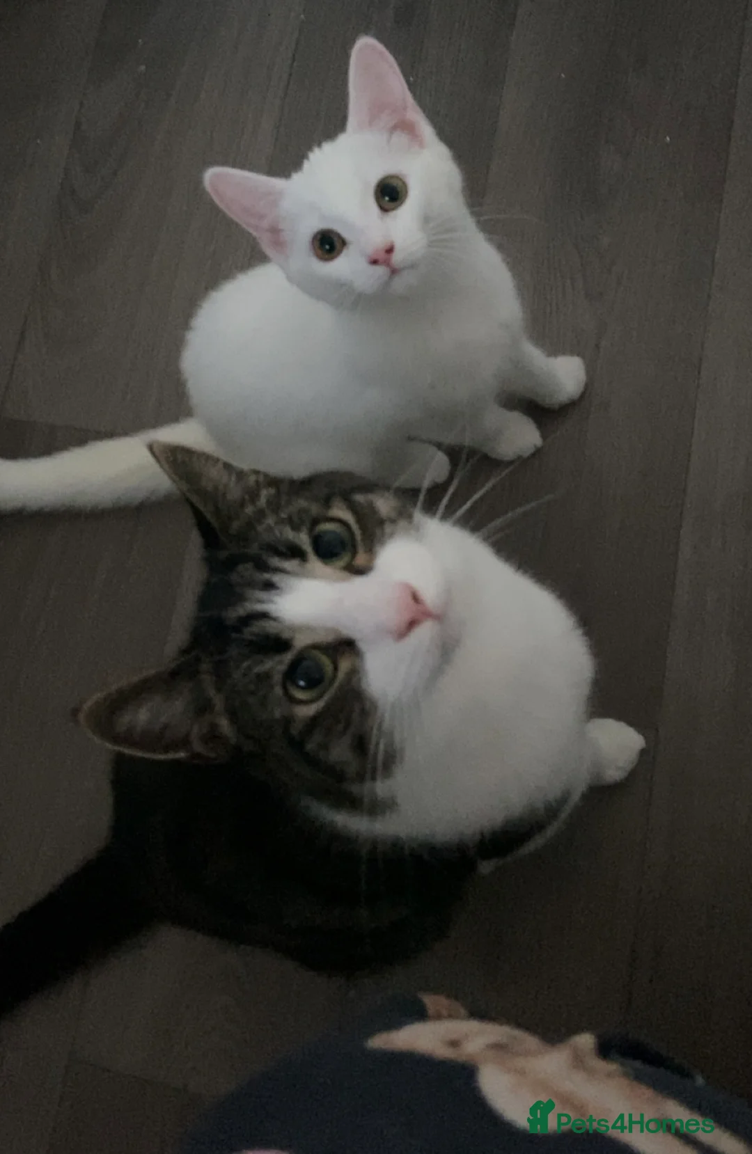 Mixed Breed cats for sale: 4 month old female kitten - Advert 12
