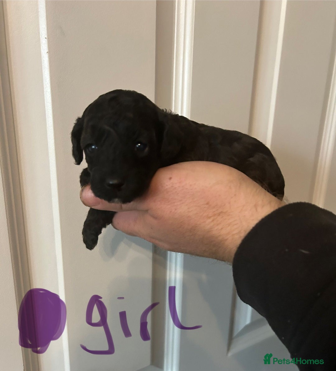 Toy Poodle dogs for sale: Beautiful KC registered Toy Poodles  - Image 6