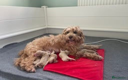 Cockapoo dogs for sale: Mini Cockapoo Puppies Due 4th Sept  - Image 2