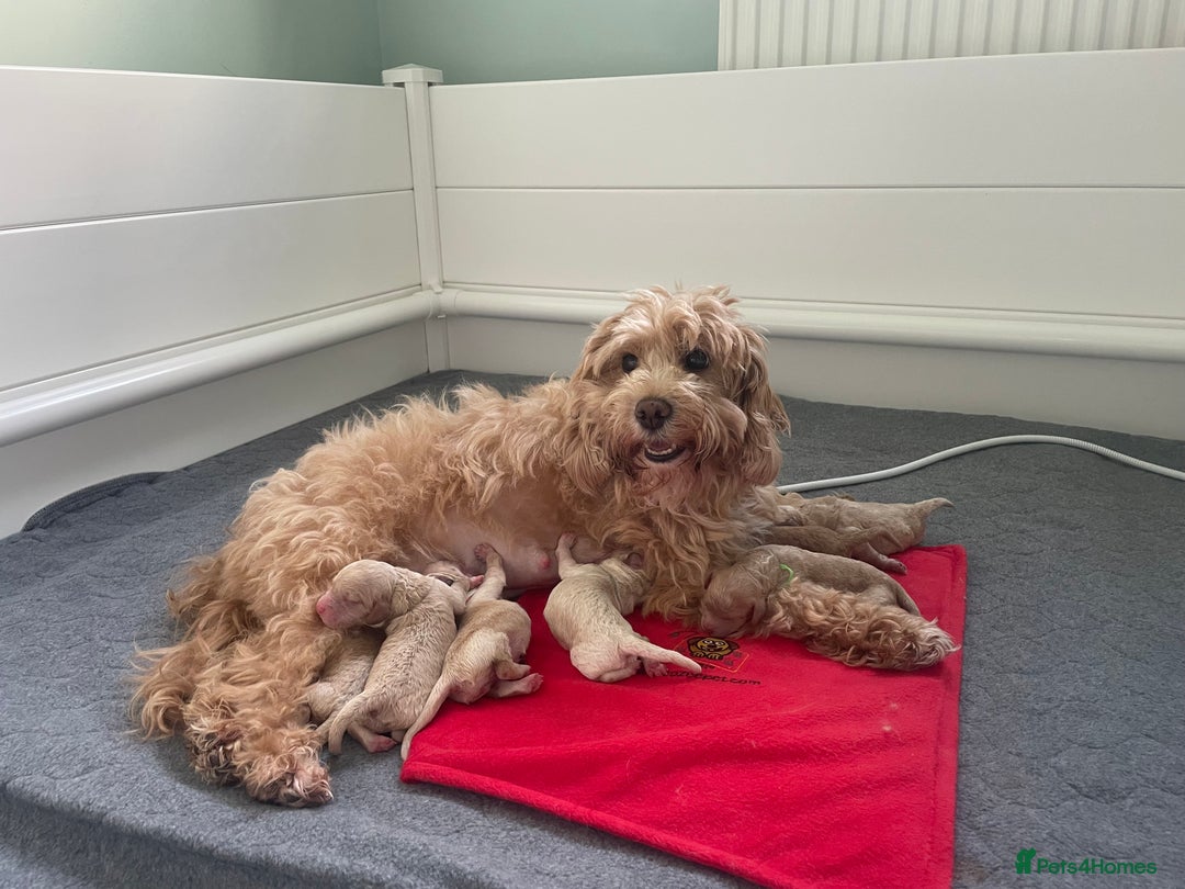 Cockapoo dogs for sale: Mini Cockapoo Puppies Due 4th Sept  - Image 2