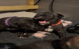 Staffordshire Bull Terrier dogs for sale: Pedigree Staffordshire Bull Terrier Puppies - Image 5