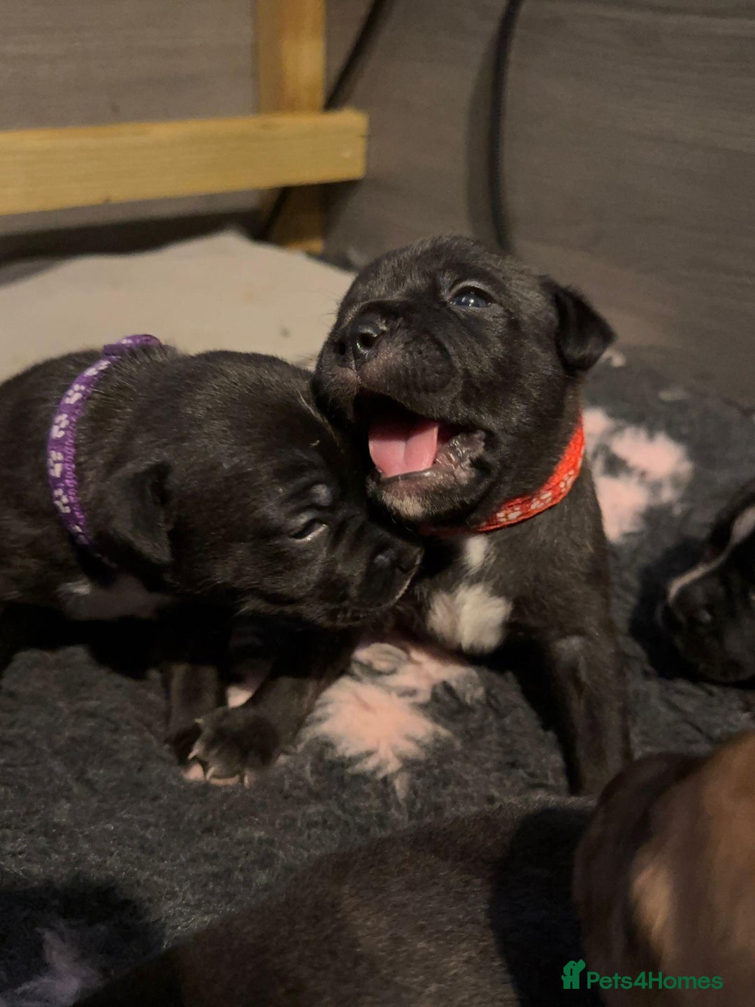 Staffordshire Bull Terrier dogs for sale: Pedigree Staffordshire Bull Terrier Puppies - Image 5