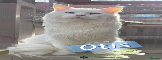 Otis