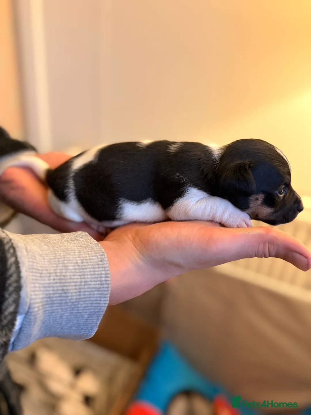 Jack Russell dogs for sale: Jack Russell Pups - Advert 8