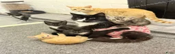 Mixed Breed cats for sale: Kittens ready to leave in Wigan - Advert 2