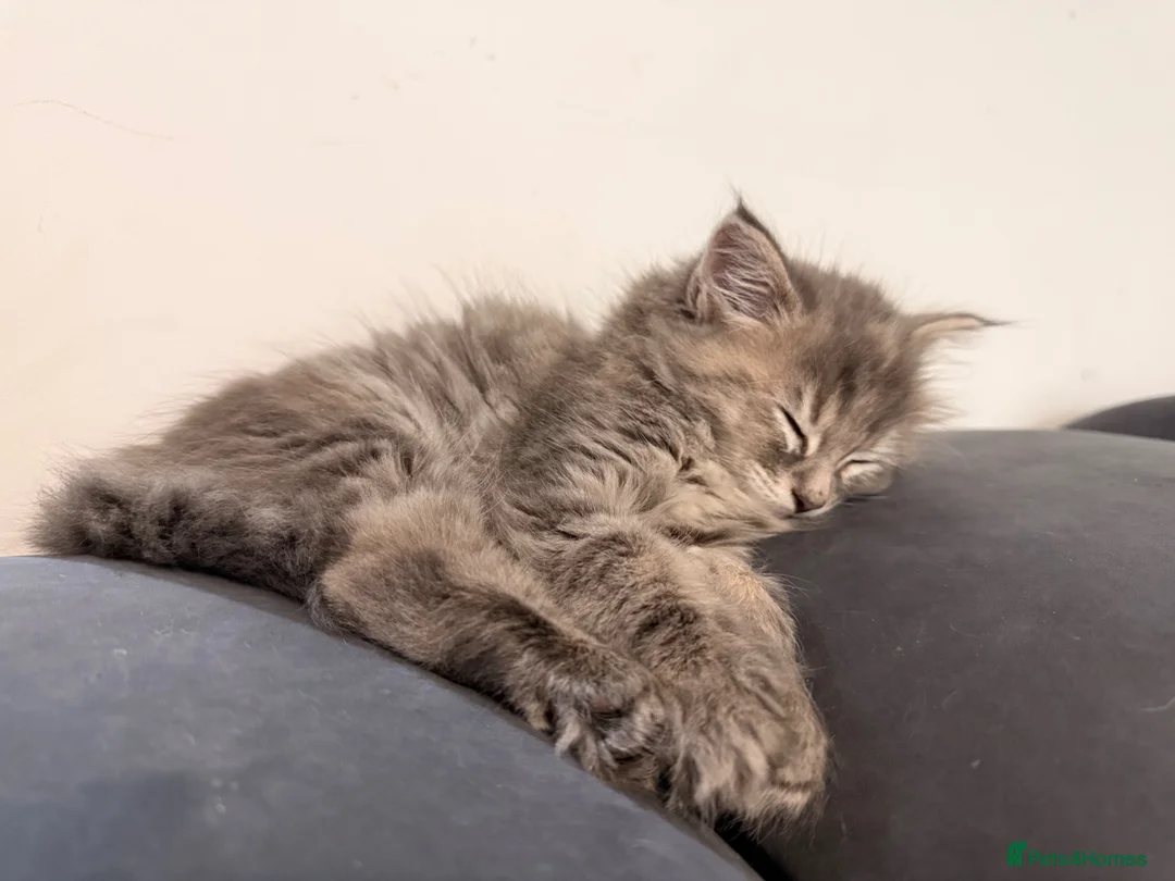 Mixed Breed cats for sale: Half Maine Coon Kitten - Advert 2
