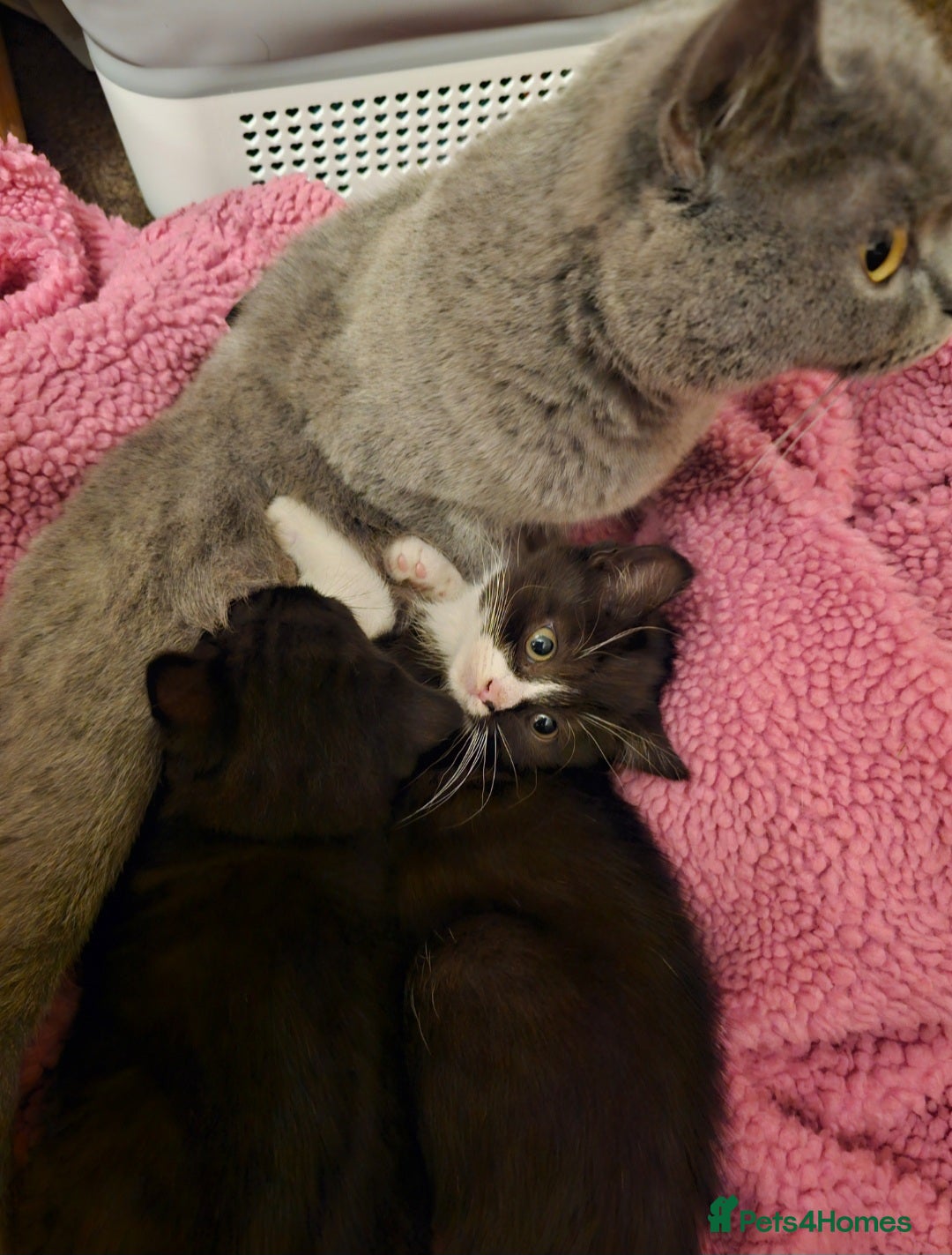 Mixed Breed cats for sale: Black and black and white BSH mix DSH - Advert 9