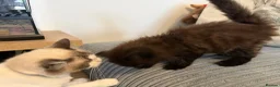 Ragdoll cats for sale: Gorgeous male brown ragdoll cross kitten for sale - Advert 21