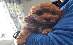 Cockapoo dogs for sale: ADORABLE SMALL MINIATURE F1B COCKAPOO PUPPIES - Image 1