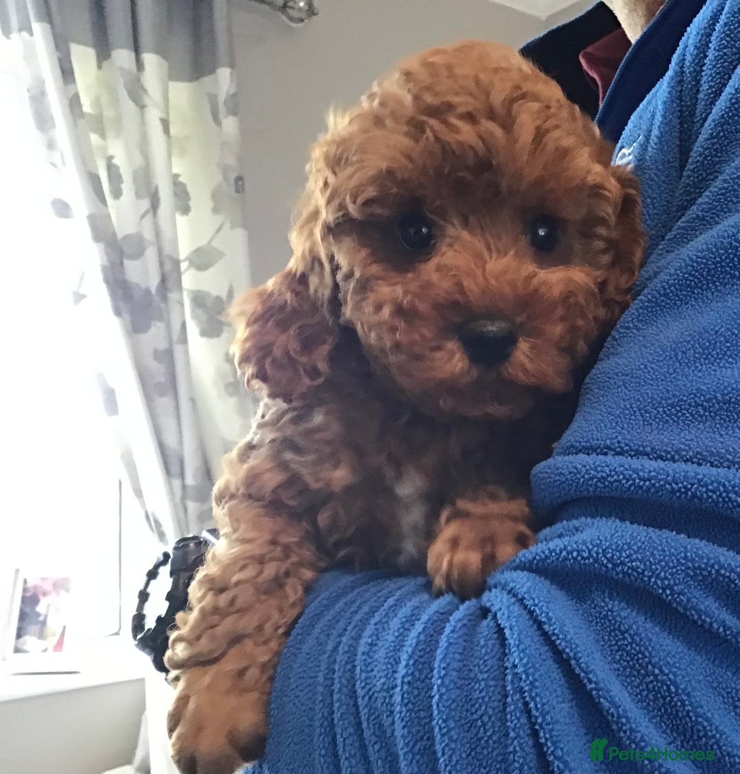 Cockapoo dogs for sale: ADORABLE SMALL MINIATURE F1B COCKAPOO PUPPIES - Image 1