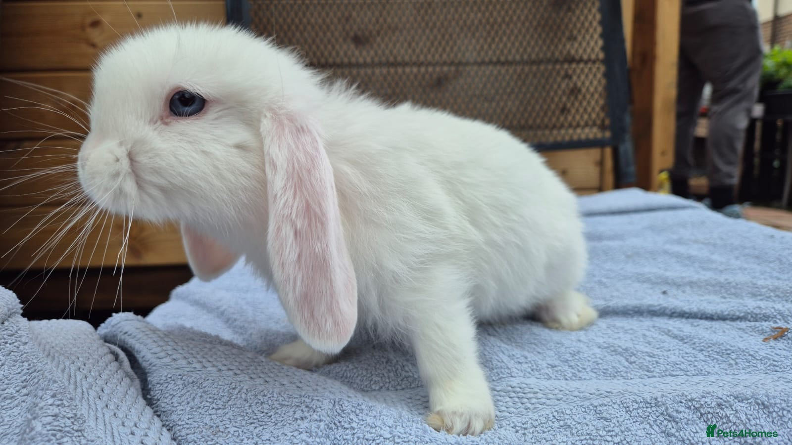 Mini Lop rabbits Beautiful 9 Week Old Rabbits Ready Now  - Advert 1