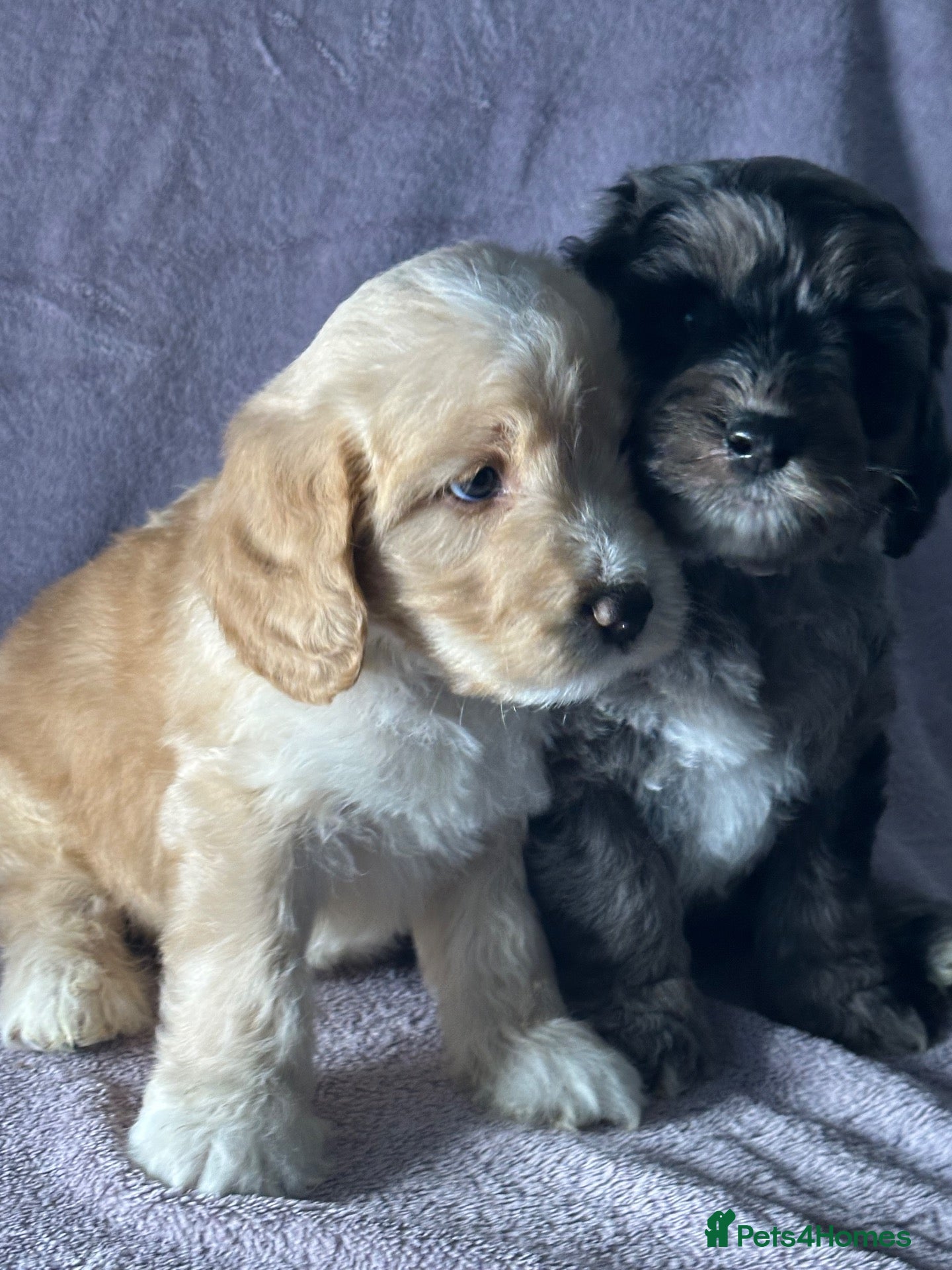Mixed Breed dogs Unique sheepadoodle mix  - Advert 9