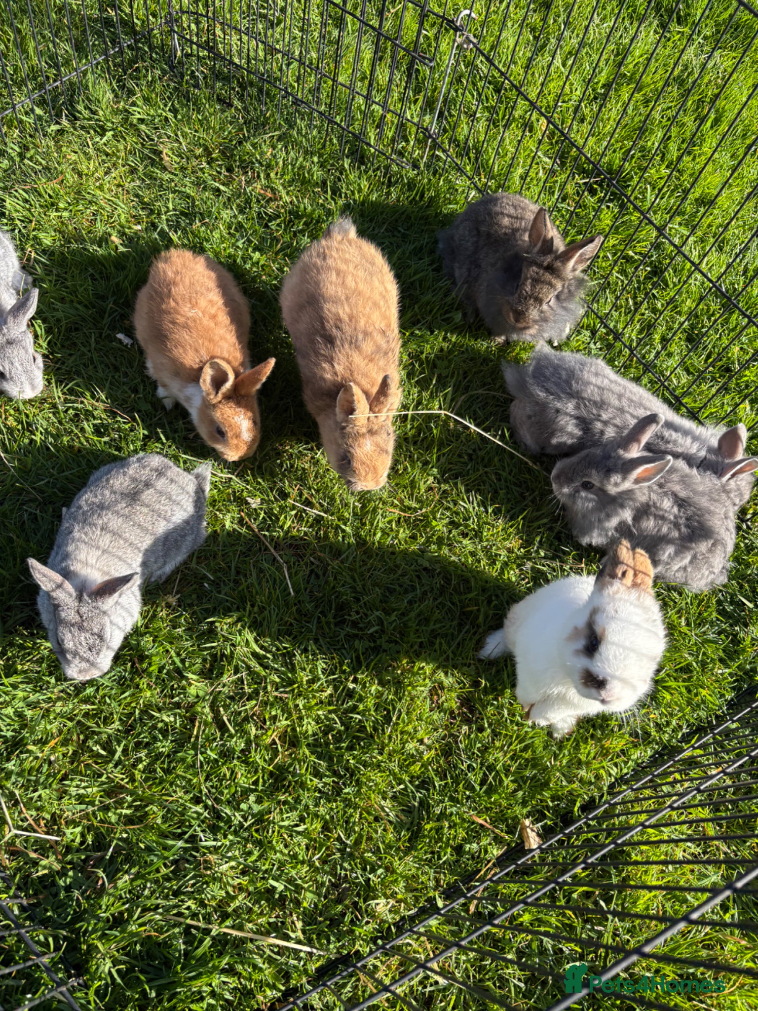 Dwarf Lop rabbits Beautiful and friendly babies - Advert 6