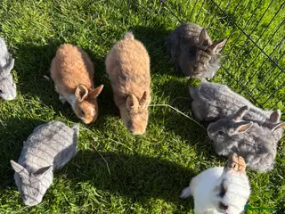 Dwarf Lop rabbits Beautiful and friendly babies - Advert 17
