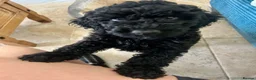 Cockapoo dogs for sale: 🐾 LAST F2 COCKAPOO PUPPY – READY NOW 🐾 - Advert 2