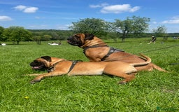 Bullmastiff dogs for sale: Beautiful Bullmastiff girl - Image 12