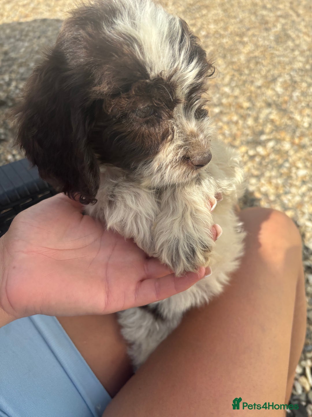 Cockapoo dogs for sale: Hi for sale is my 2 cockapoo puppy’s  - Image 1