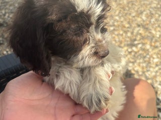 Cockapoo dogs - Advert 29