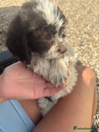 Cockapoo dogs - Advert 27