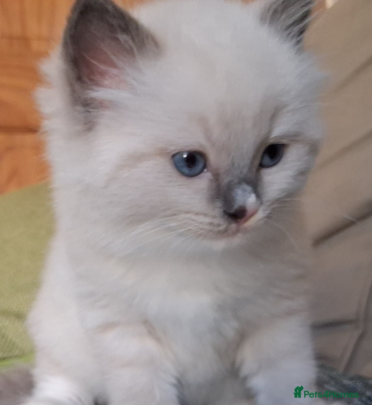 Ragdoll cats Pedigree Ragdoll Kittens  - Advert 15