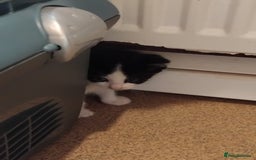 Mixed Breed cats for sale: Lovely Bengal x kittens for sale. - Advert 4