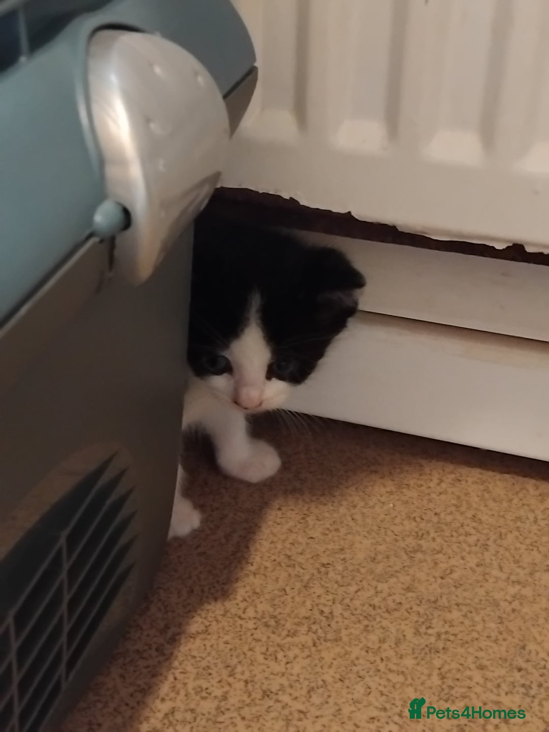 Mixed Breed cats for sale: Lovely Bengal x kittens for sale. - Advert 4