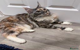 Maine Coon cats for sale: Beautiful Maine coon queen, active pedigree  - Image 5