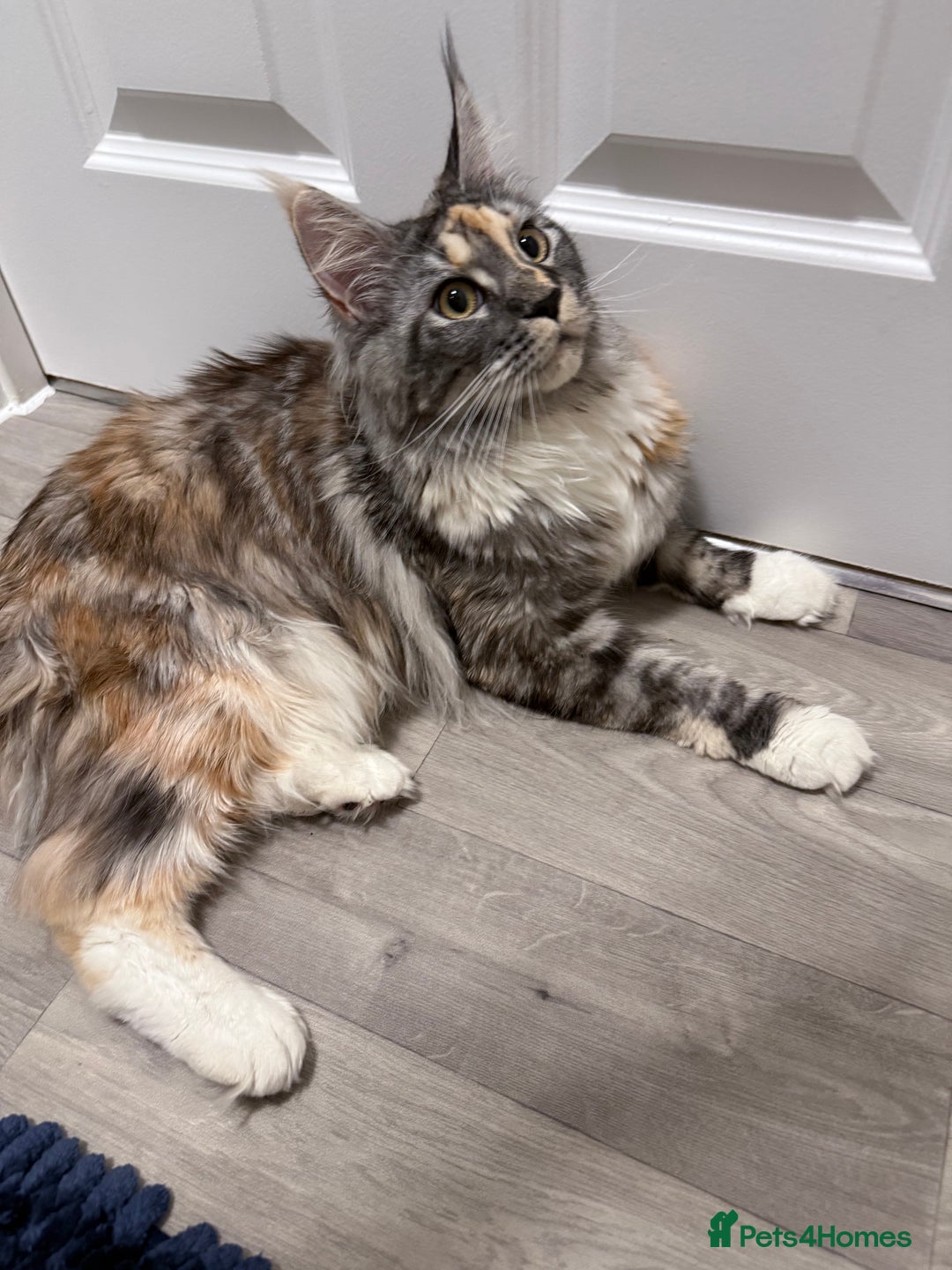 Maine Coon cats for sale: Beautiful Maine coon queen, active pedigree  - Image 5