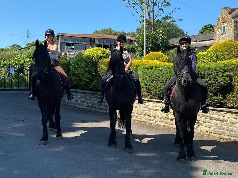 Friesian horses Friesian pure bred mare broken age 10yr £4,500 - Advert 9